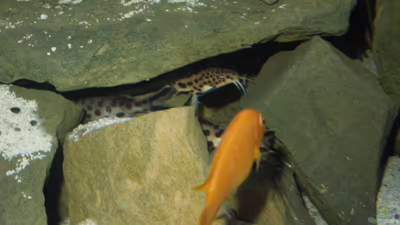 Synodontis Multipuncatus Gruppe von ehemaliger User (26)
