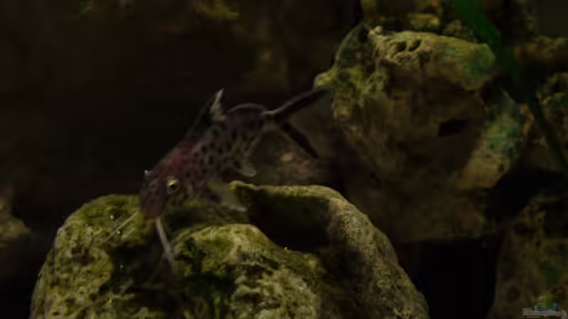 Synodontis Multipuncatus von ehemaliger User (16)