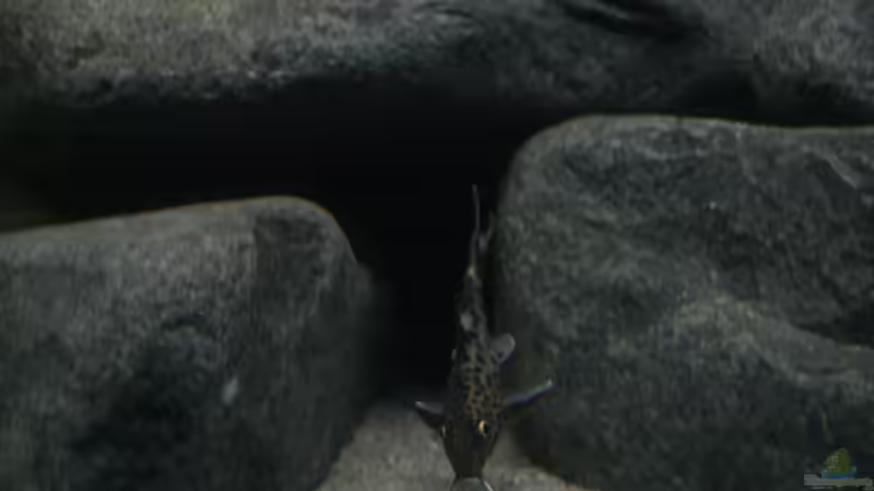 Synodontis Multipunctata 2 von Zerta (36)