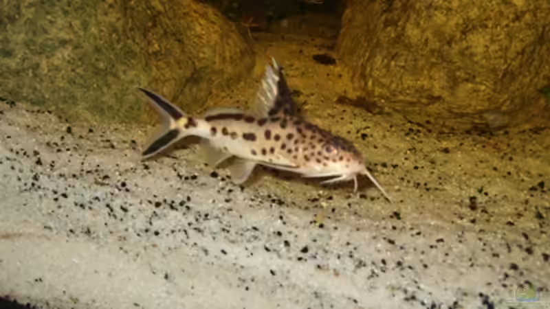 Synodontis multipunctata von Venustus (12)