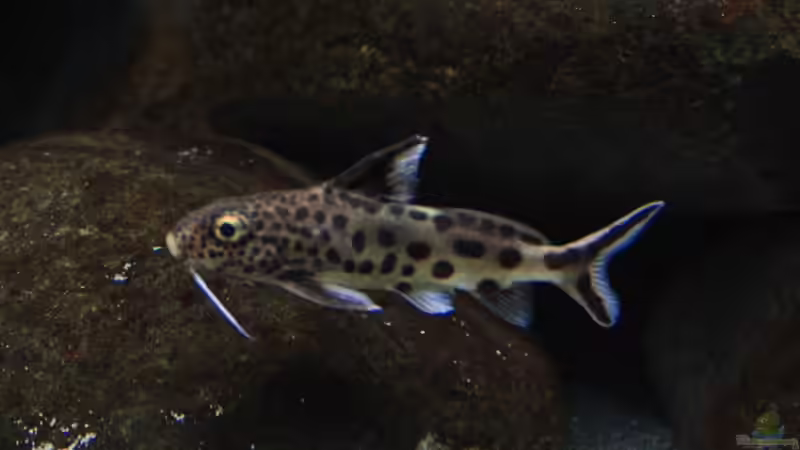 Aquarien mit Synodontis-Arten (Fiederbartwelse)