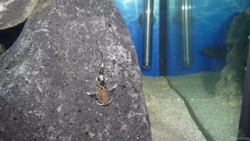 Synodontis multipunctatus 2 von Bandit12 (17)