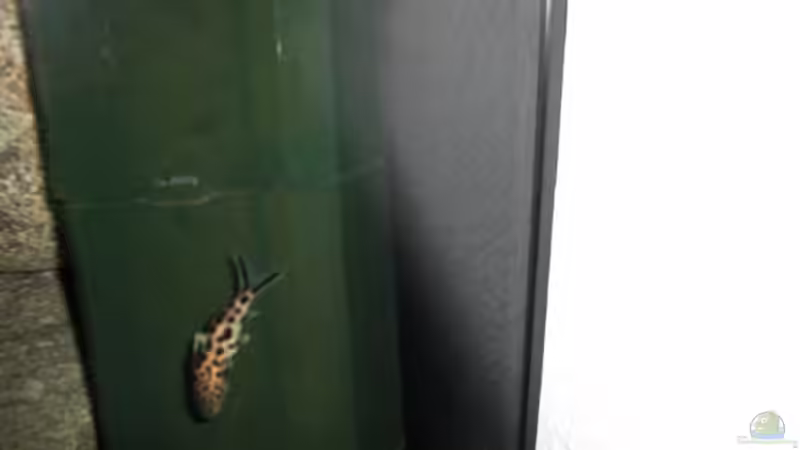 Synodontis multipunctatus baby eigen NZ von Andre Walz (20)