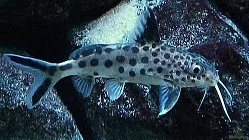 Synodontis multipunctatus ´Vielpunkt Fiederbartwels´ von Christian Dornieden (33)