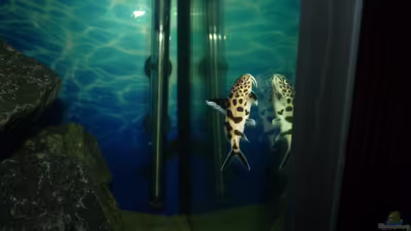 Synodontis multipunctatus von Bandit12 (16)