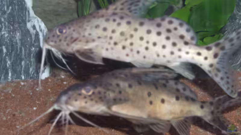 Synodontis multipunctatus von Der Schweizer (12)
