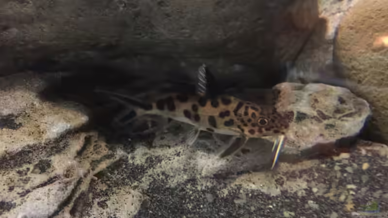 Synodontis multipunctatus von Dresdn3r (24)