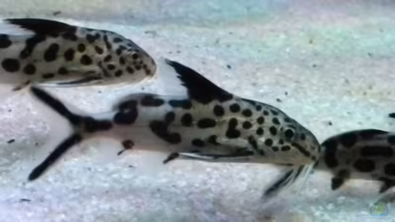 Synodontis Multipunctatus von flightsim (190)