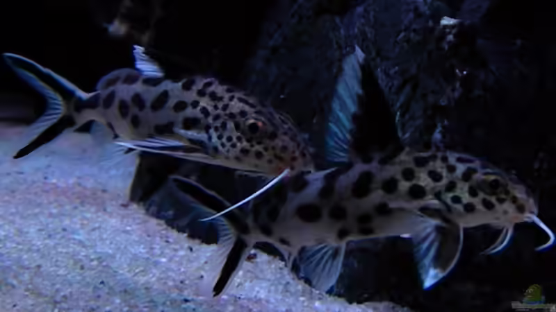 Synodontis Multipunctatus von flightsim (86)
