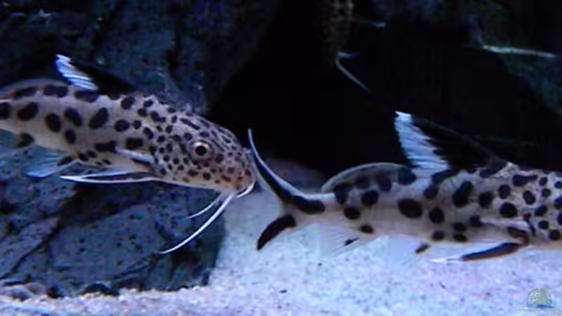 Synodontis Multipunctatus von flightsim (88)