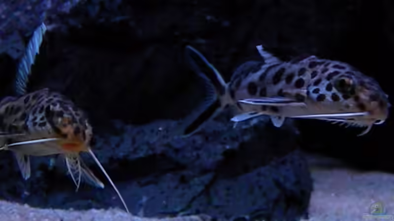 Synodontis Multipunctatus von flightsim (91)