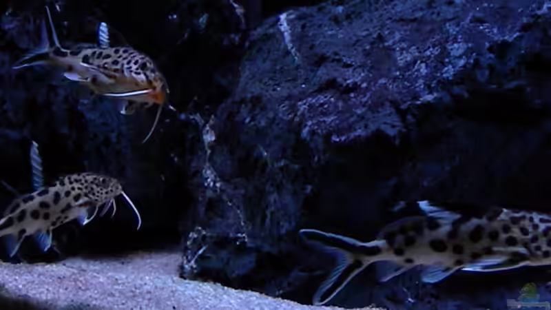 Synodontis Multipunctatus von flightsim (92)