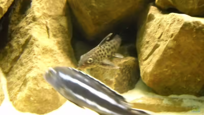 Synodontis multipunctatus von Flossenbeschauer (18)