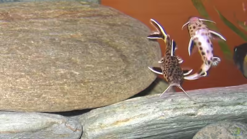 Synodontis Multipunctatus von Jürgen Stradner (13)