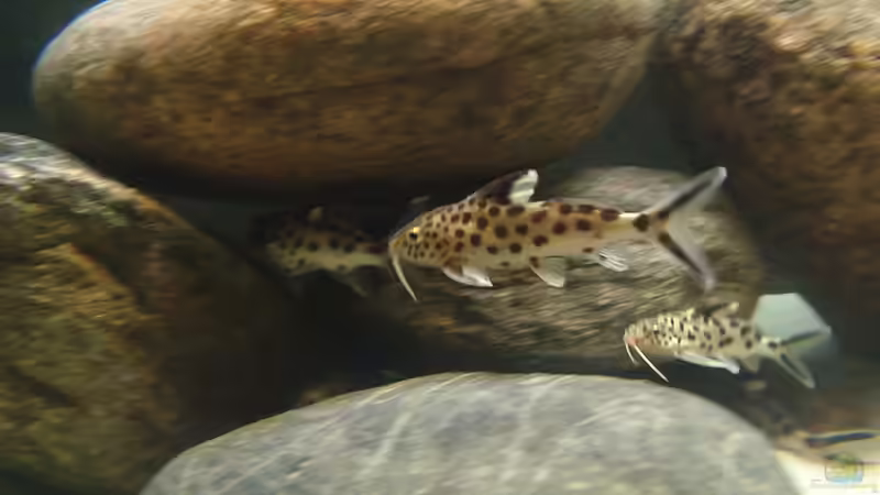 Synodontis Multipunctatus von MalawiHB (11)