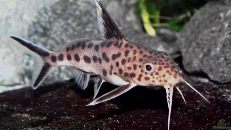 Synodontis multipunctatus von Pütti (20)