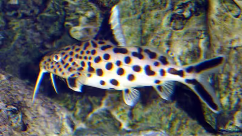 Synodontis multipunctatus von Rainer Faßbender (10)