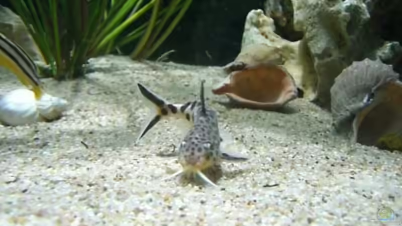 Synodontis multipunctatus von Rainer Klettke (22)