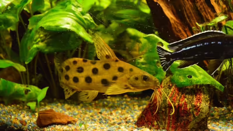 Synodontis multipunctatus von Ulf Penderock (6)