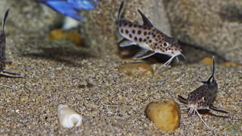 Einrichtungsbeispiele für Aquarien mit Synodontis multipunctatus (Vielpunkt-Kuckuckswels)