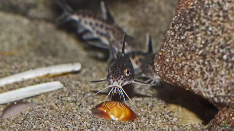 Aquarien mit Synodontis-Arten (Fiederbartwelse)