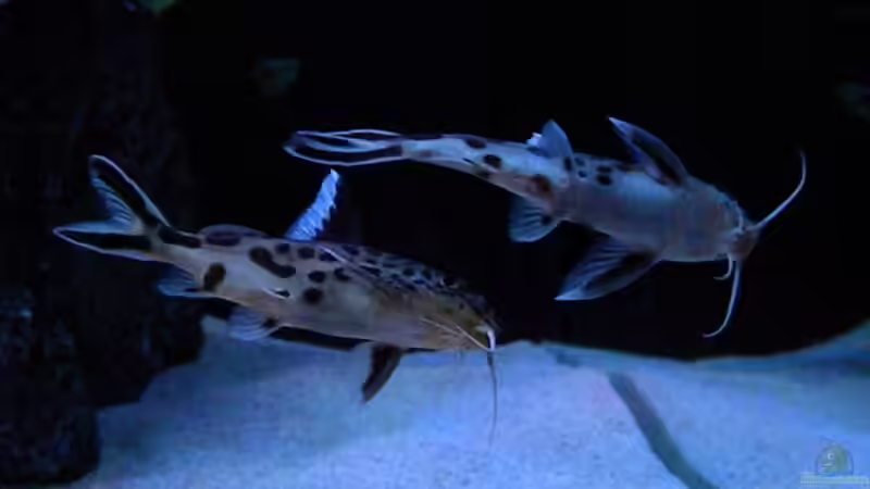 Einrichtungsbeispiele für Aquarien mit Synodontis multipunctatus (Vielpunkt-Kuckuckswels)