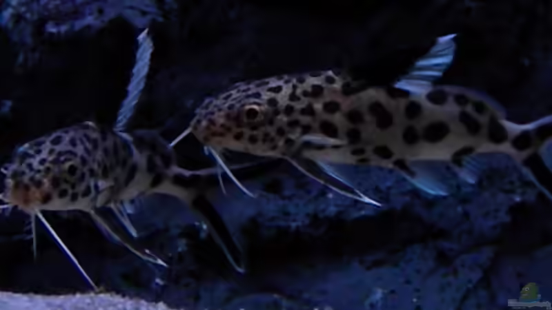 Einrichtungsbeispiele für Aquarien mit Synodontis multipunctatus (Vielpunkt-Kuckuckswels)