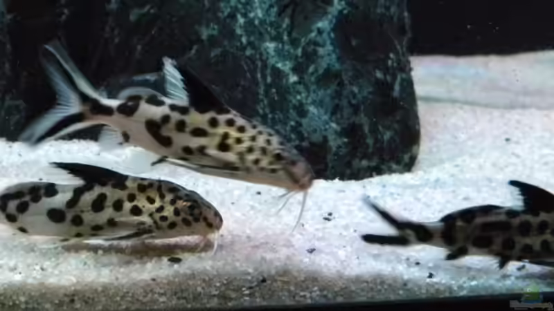 Einrichtungsbeispiele für Aquarien mit Synodontis multipunctatus (Vielpunkt-Kuckuckswels)
