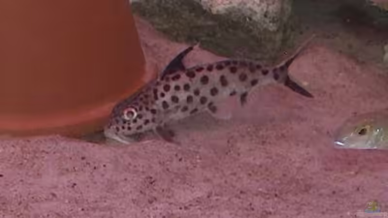 Einrichtungsbeispiele für Aquarien mit Synodontis multipunctatus (Vielpunkt-Kuckuckswels)