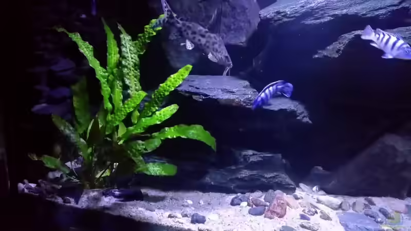 Synodontis Multipunktata von Uncas (30)