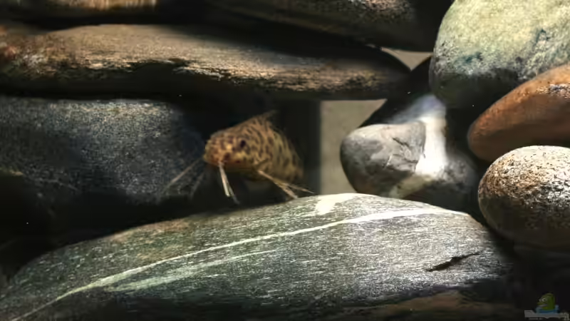 Synodontis multipunktatus  von lützkopf (22)