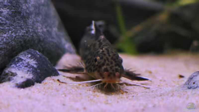 Synodontis multipunktatus, WF von Nina Hutter (16)