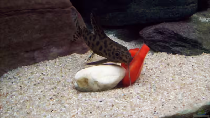 Synodontis multipunktatus machen vor nix halt von lützkopf (30)