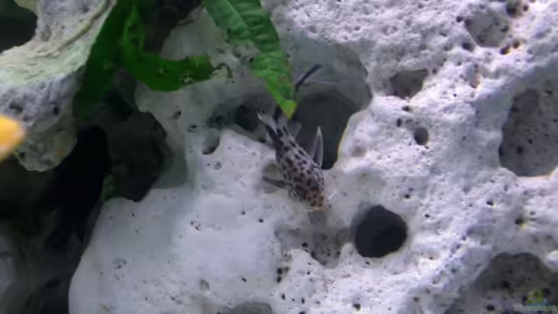 Synodontis Multipunktatus (meine Lieblinge :-)) ) von Christoph Jacke (7)