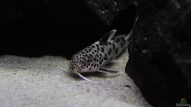 Synodontis multipunktatus schwimmen im Juwel Delta von Michael Reiz (50)