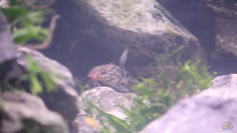 Synodontis Multipunktatus von bl@cky is b@ck (19)