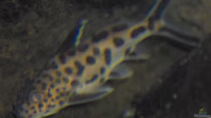 Synodontis multipunktatus von boehmo (21)