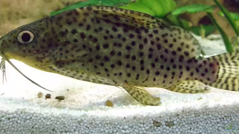 Synodontis multipunktatus von Daywalker-one (16)