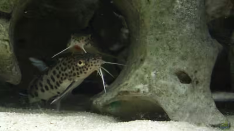 Synodontis Multipunktatus von Dominik Steigewald (9)