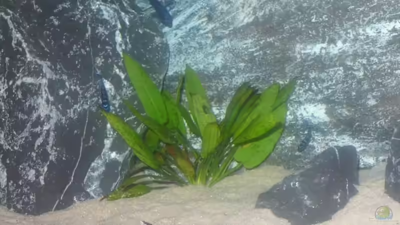 Synodontis Multipunktatus von Hedylein (17)