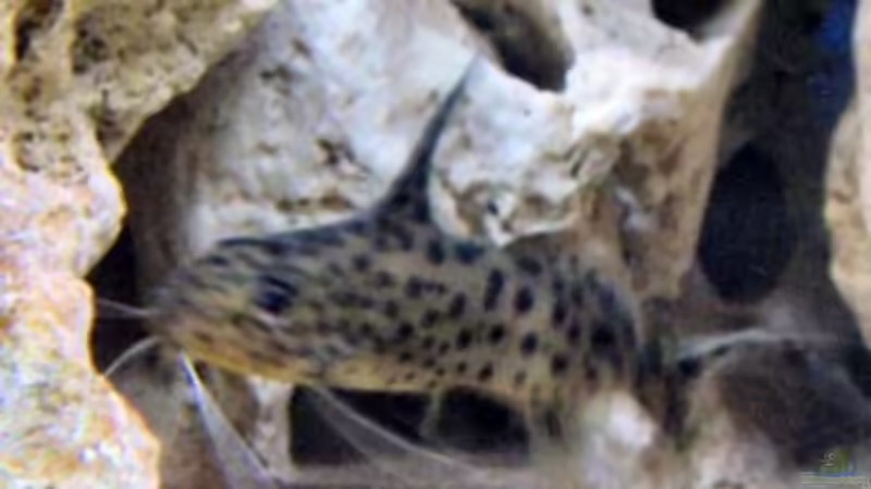 Synodontis Multipunktatus von Katja Wilhelm (10)
