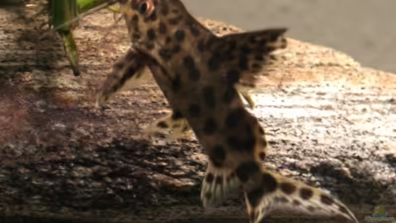 Synodontis multipunktatus von lützkopf (23)