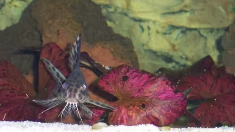 Synodontis Multipunktatus von Mario S. (11)