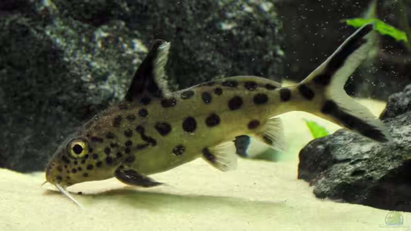 Synodontis multipunktatus von Schlock (11)