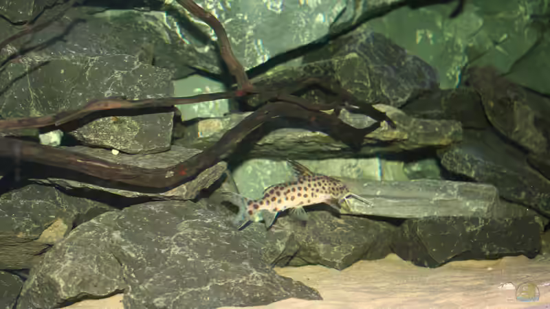 Synodontis Multipunktatus von Tobias Summerer (74)