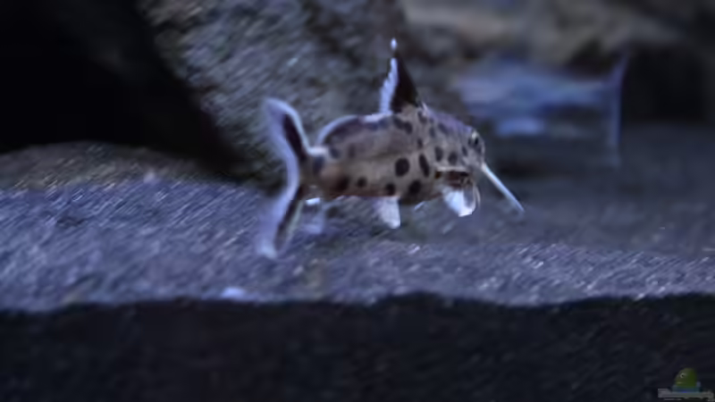 Aquarien mit Synodontis-Arten (Fiederbartwelse)