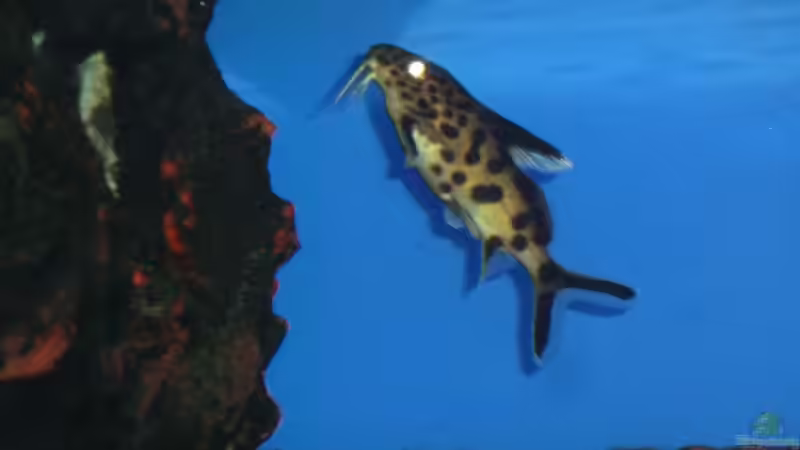 Aquarien mit Synodontis-Arten (Fiederbartwelse)