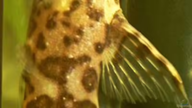 Synodontis nigriventris - ein sympatischer Rückenschwimmer