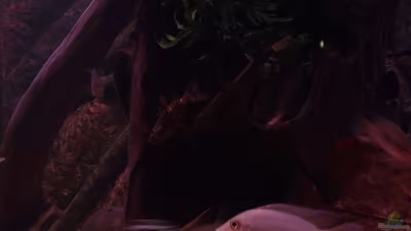 Synodontis nigriventris+shoutedeni von Dr. Manhattan (42)