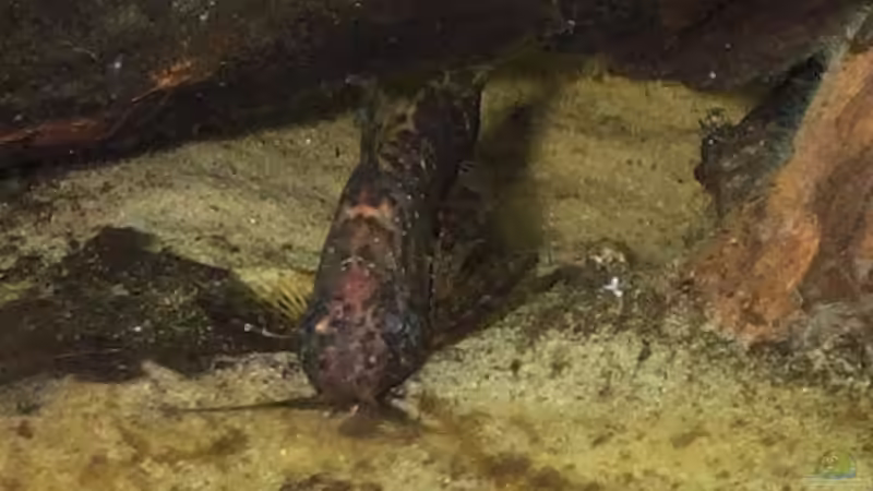 Synodontis nigriventris von Misanthrop (4)